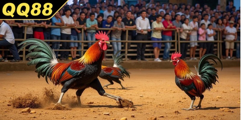 Đá gà Campuchia từ lâu đã trở thành điểm đến cực lý tưởng