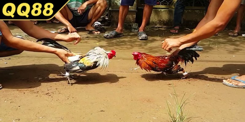 Đá gà cựa dao là một trong những hình thức thi đấu gà chọi kịch tính