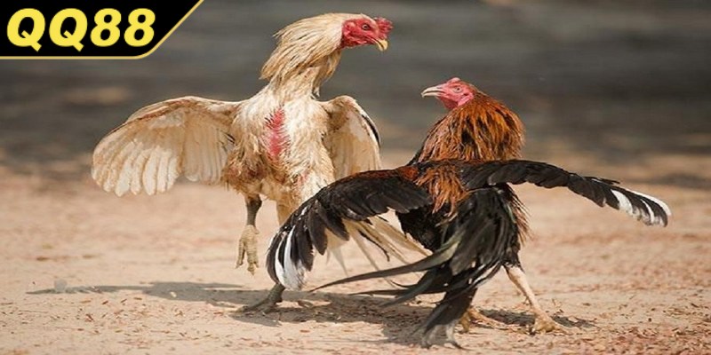 Đá gà cựa sắt là một biến thể hiện đại hơn của hình thức đá gà truyền thống