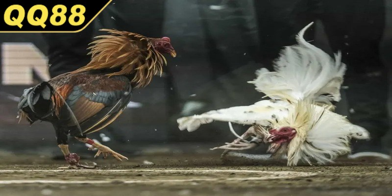 Chế độ chăm sóc và huấn luyện gà trong đá gà cựa sắt