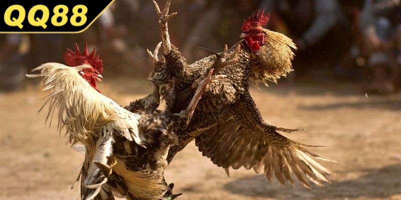 Những điều khoản luật lệ quan trọng nhất trong đá gà cựa sắt