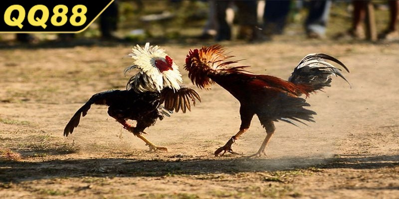 Chọi gà cựa tròn trở thành một trong những thể loại được nhiều anh em yêu thích