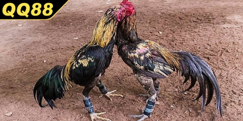Lưu ý khi tham gia đá gà cựa tròn anh em nên biết