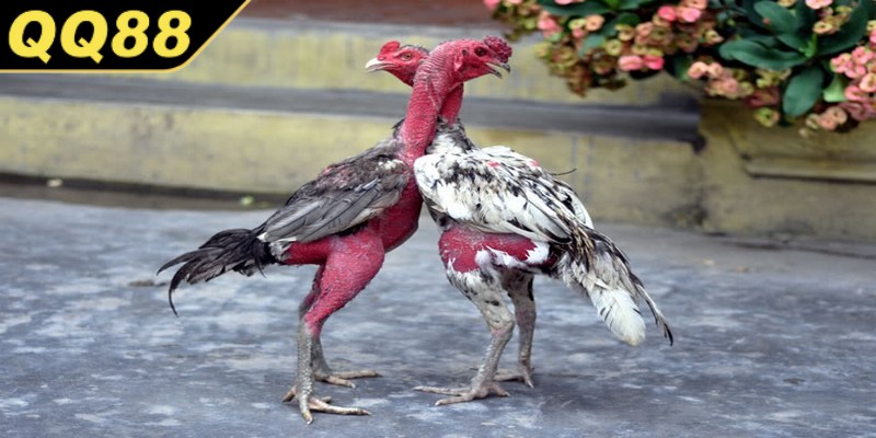 Đá gà đòn vẫn giữ nguyên được giá trị tinh thần và sự thu hút riêng biệt