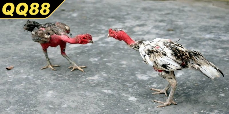 Nghệ thuật trong đá gà chọi cực kỳ sống động