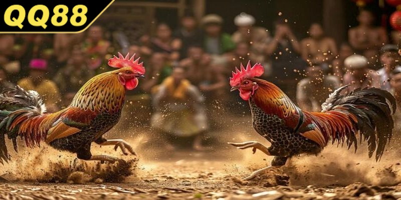Đá gà Mỹ QQ88 là một trò chơi mang tính giải trí cao