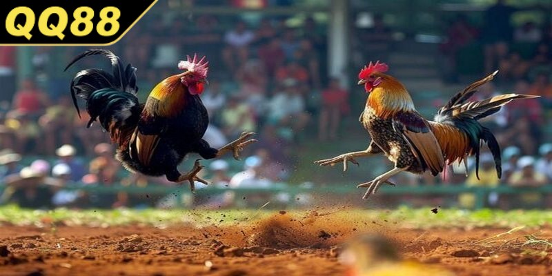 Lợi ích khi anh em tham gia đá gà Mỹ tại QQ88
