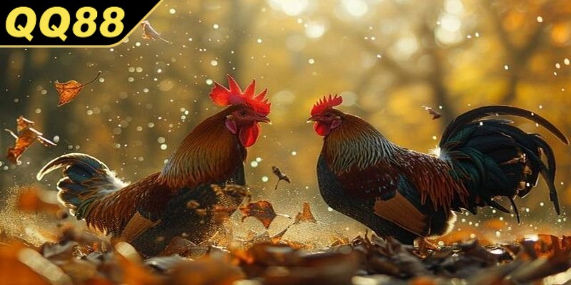 Hướng dẫn tham gia đá gà Mỹ trên QQ88 nhanh chóng