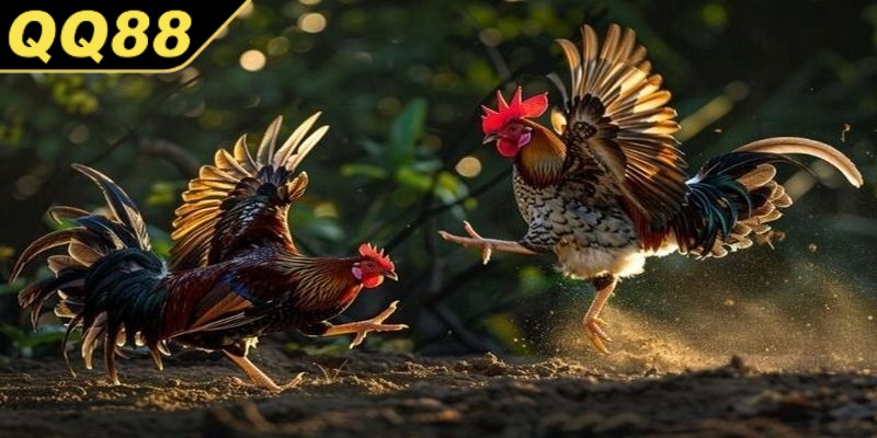 Lý do nên chọn đá gà Philippines tại QQ88