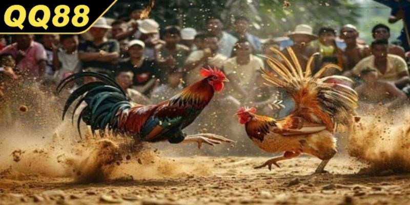 Đá gà QQ88 nơi kết nối những tay chơi có niềm đam mê chung
