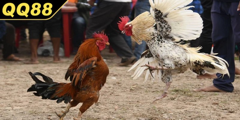 Đá gà cựa sắt mang đến những trận đấu hồi hộp, kịch tính