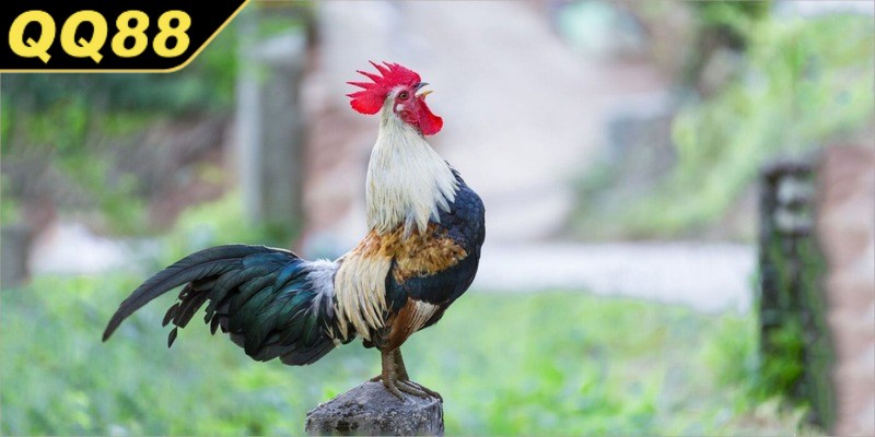 Gà tre là một giống gà bản địa xuất hiện từ lâu đời tại Việt Nam