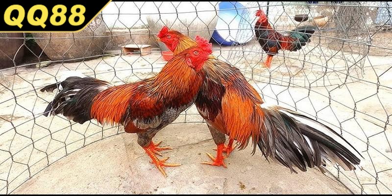 Mẹo và chiến thuật giúp anh em tăng tỷ lệ thắng khi cá cược gà tre